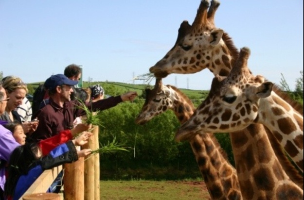 medium_southlakeswildanimalpark-474494-o